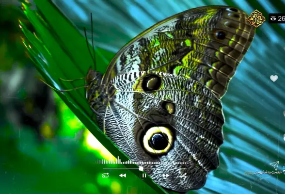 خدمت به امام زمان (عج) 08