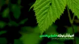صبح ظهور - ماه ربیع الاول 10