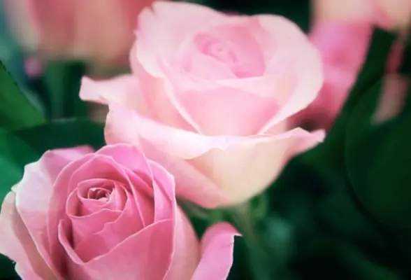 صبح ظهور - ربیع الثانی 04