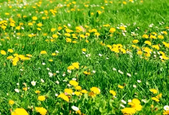 سلام 7