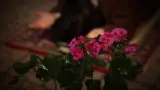 یار کافی